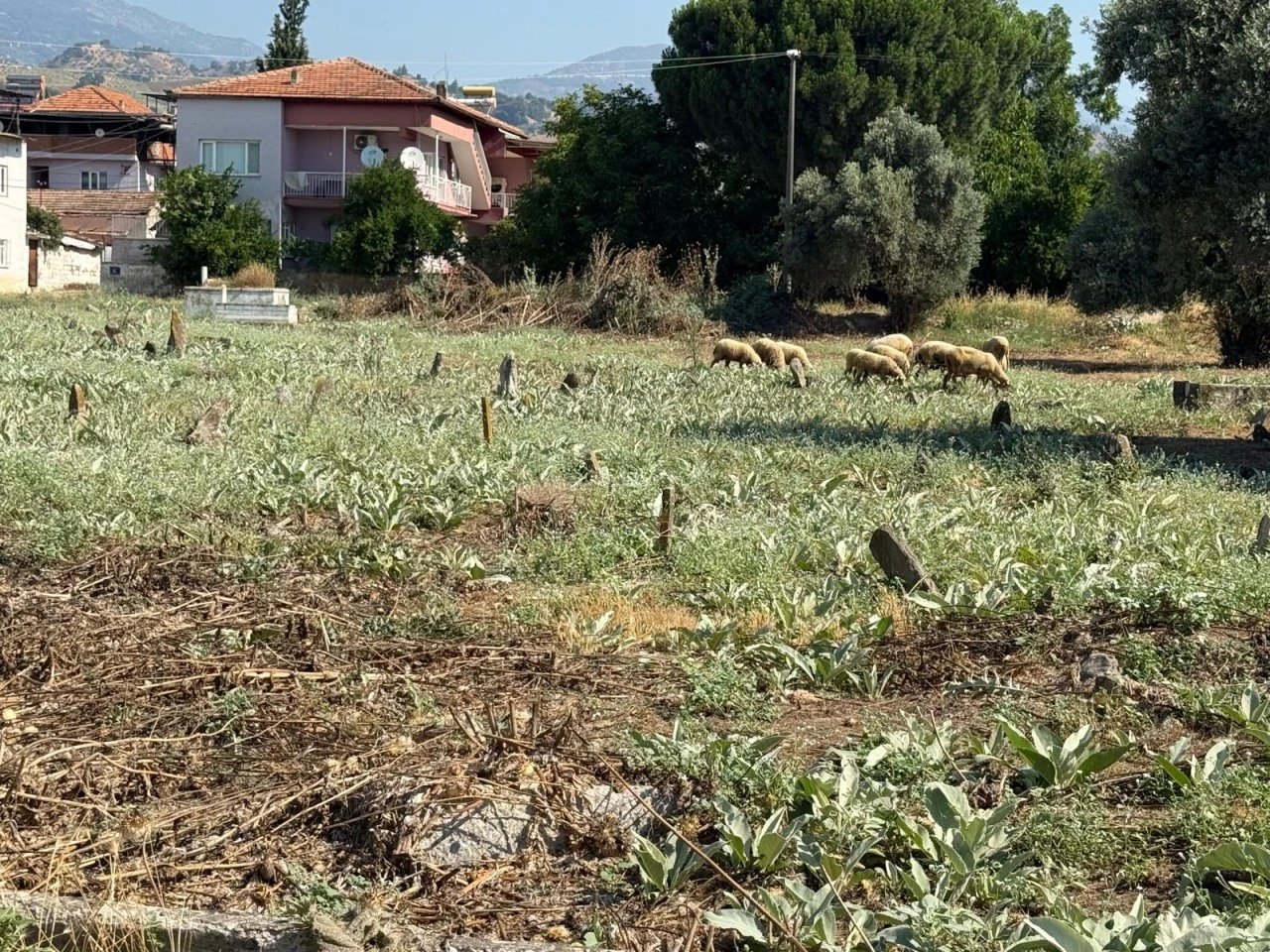 UMURLU MEZARLIĞI'NDA TEPKİ ÇEKEN GÖRÜNTÜ: OTLARI KOYUNLAR TEMİZLİYOR