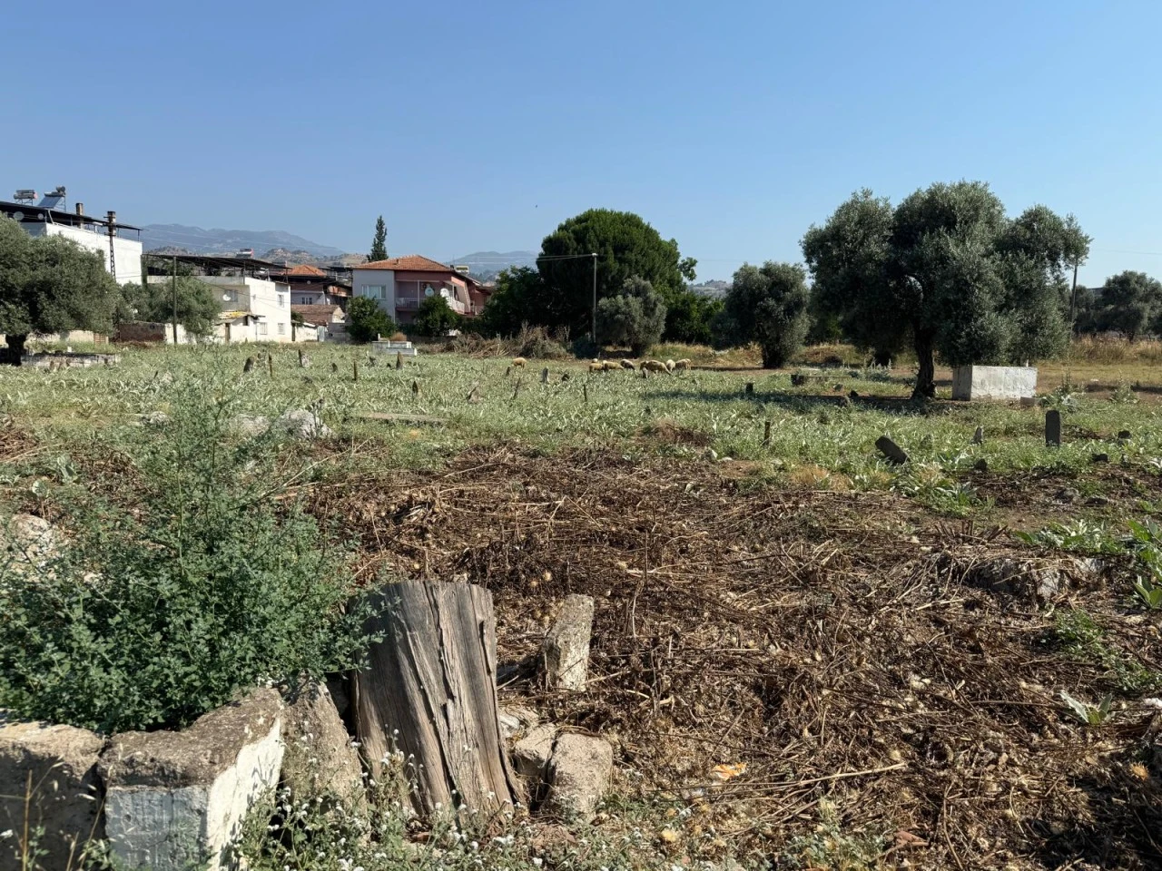 UMURLU MEZARLIĞI'NDA TEPKİ ÇEKEN GÖRÜNTÜ: OTLARI KOYUNLAR TEMİZLİYOR