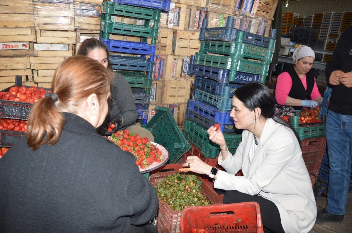 Seda Sarıbaş’tan çilek üreticilerine yardım eli