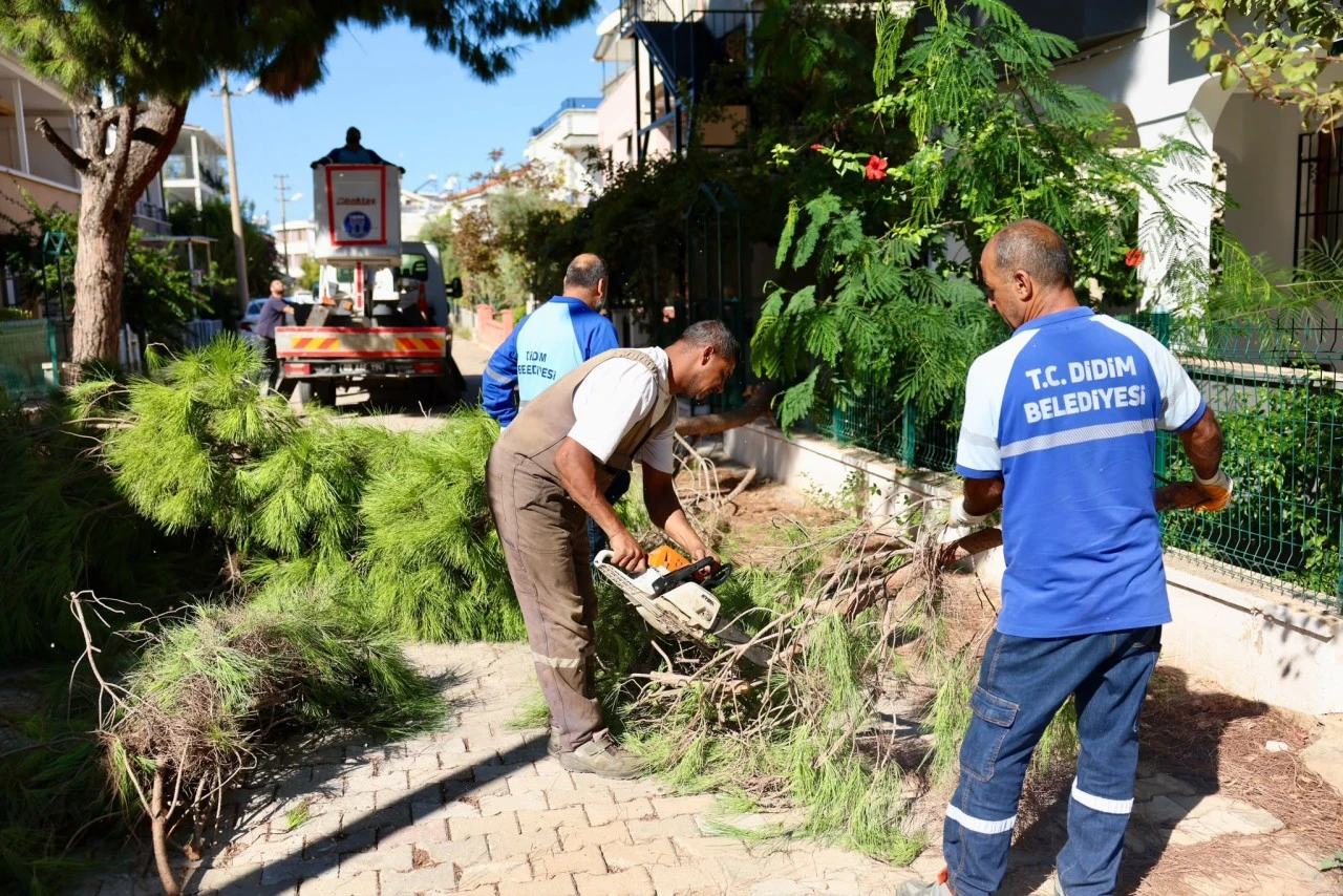 Didim Belediyesi’nden Kent Genelinde Budama Çalışmaları Devam Ediyor
