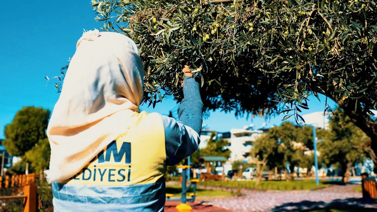 Didim Belediyesi Zeytin Hasadına Başladı