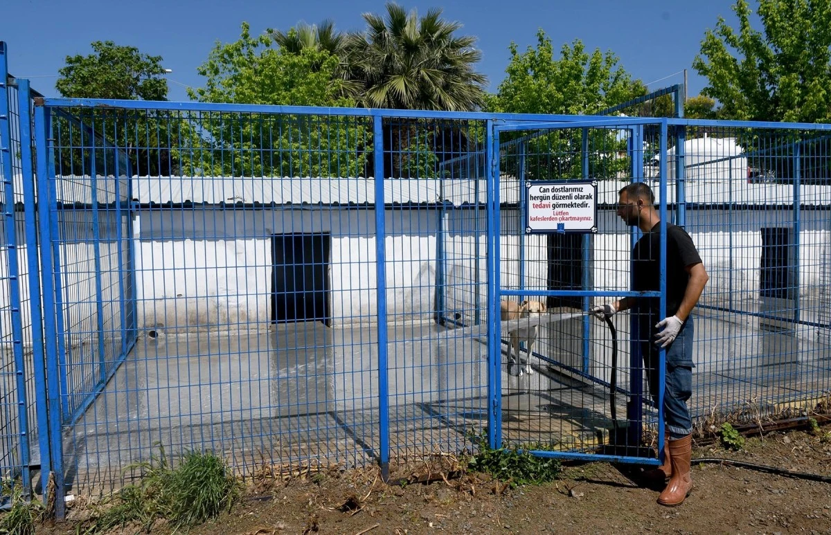 Kuşadası'ndaki Evcil Hayvan Rehabilitasyon Merkezi yenilendi