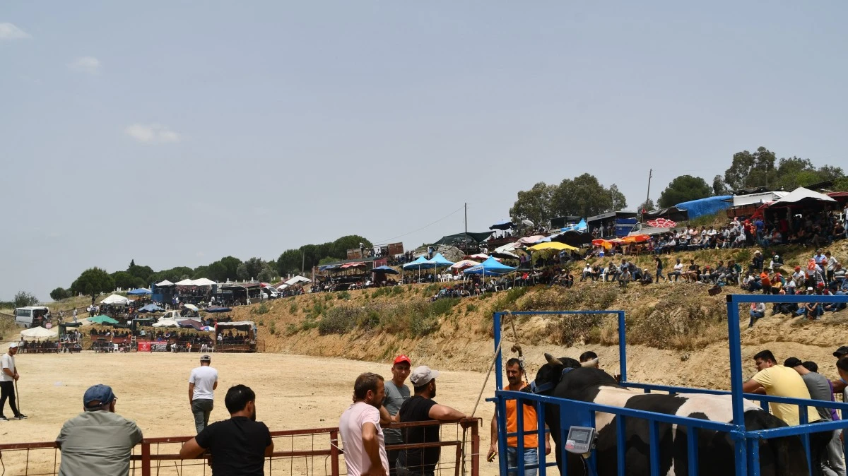İlki yapılan Avşar Boğa Güreşleri, depremzedeler yararına gerçekleşti
