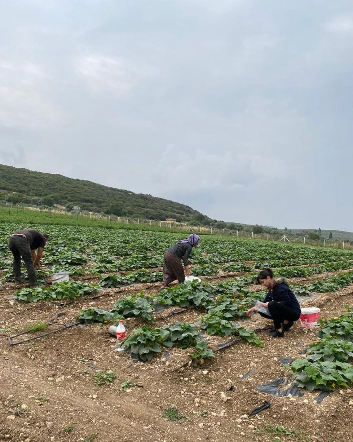 Didim’de hasat öncesi kimyasal kalıntı analizleri yapılıyor