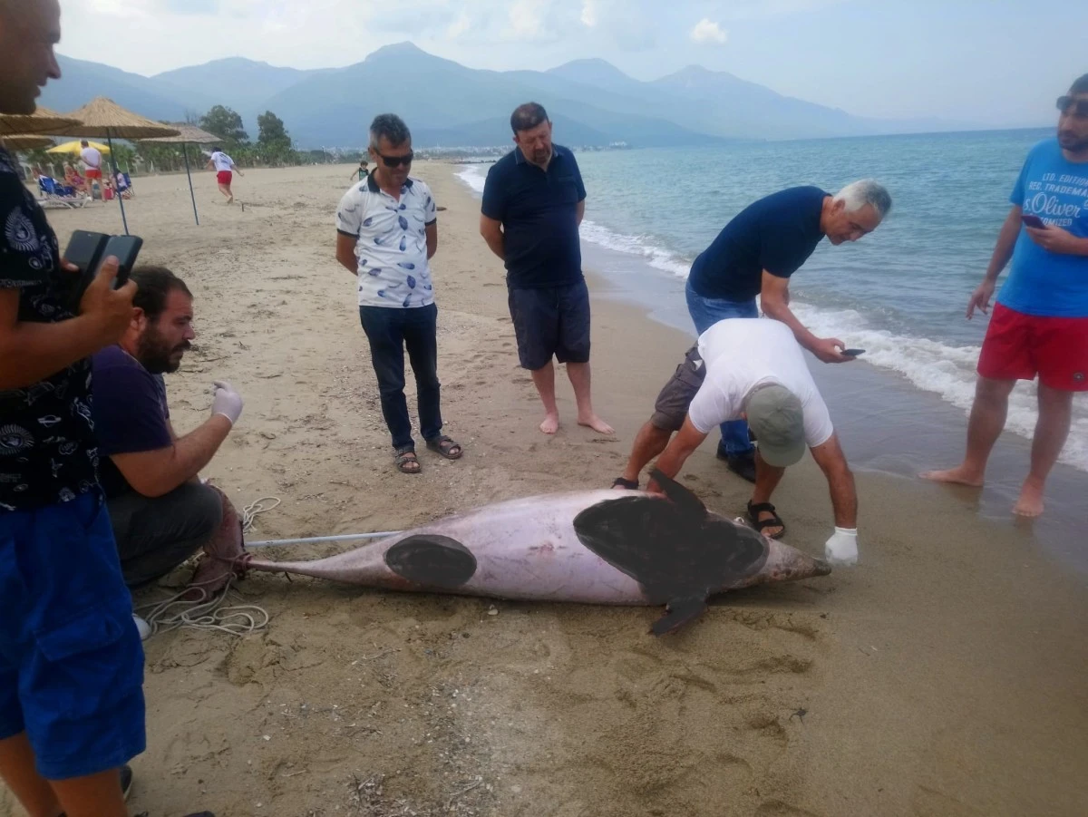 Kuşadası’nda iki yunus karaya vurdu