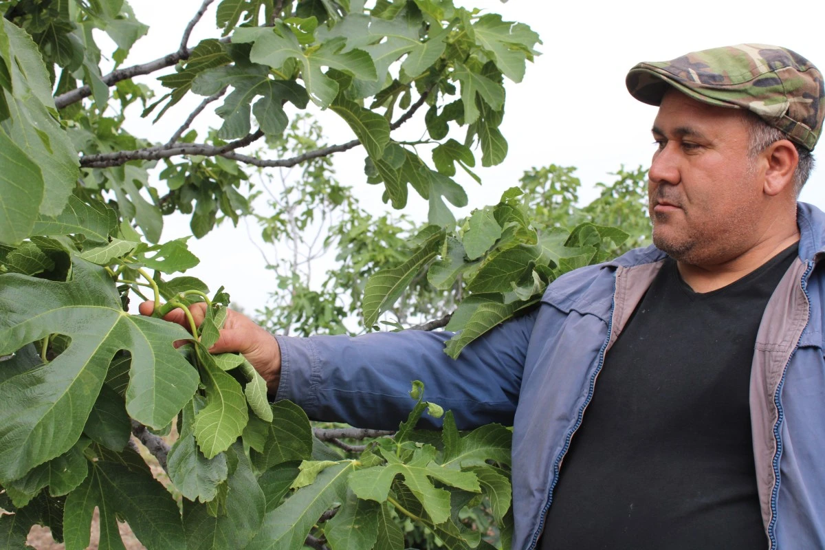 Aydın’ın incir deposu Meşeli, sel ve doluya teslim oldu