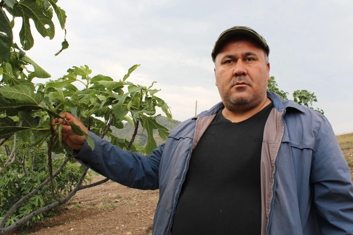 Aydın’ın incir deposu Meşeli, sel ve doluya teslim oldu