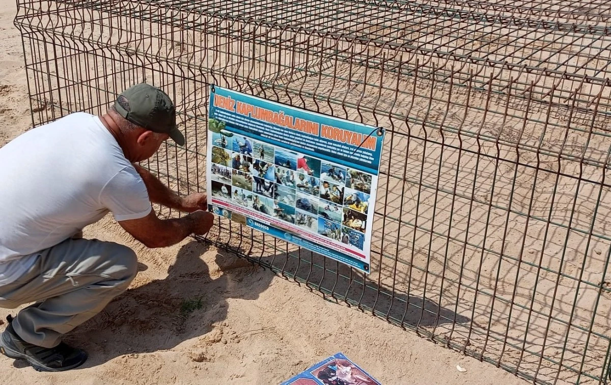 Caretta caretta, Didim sahiline yumurtalarını bıraktı