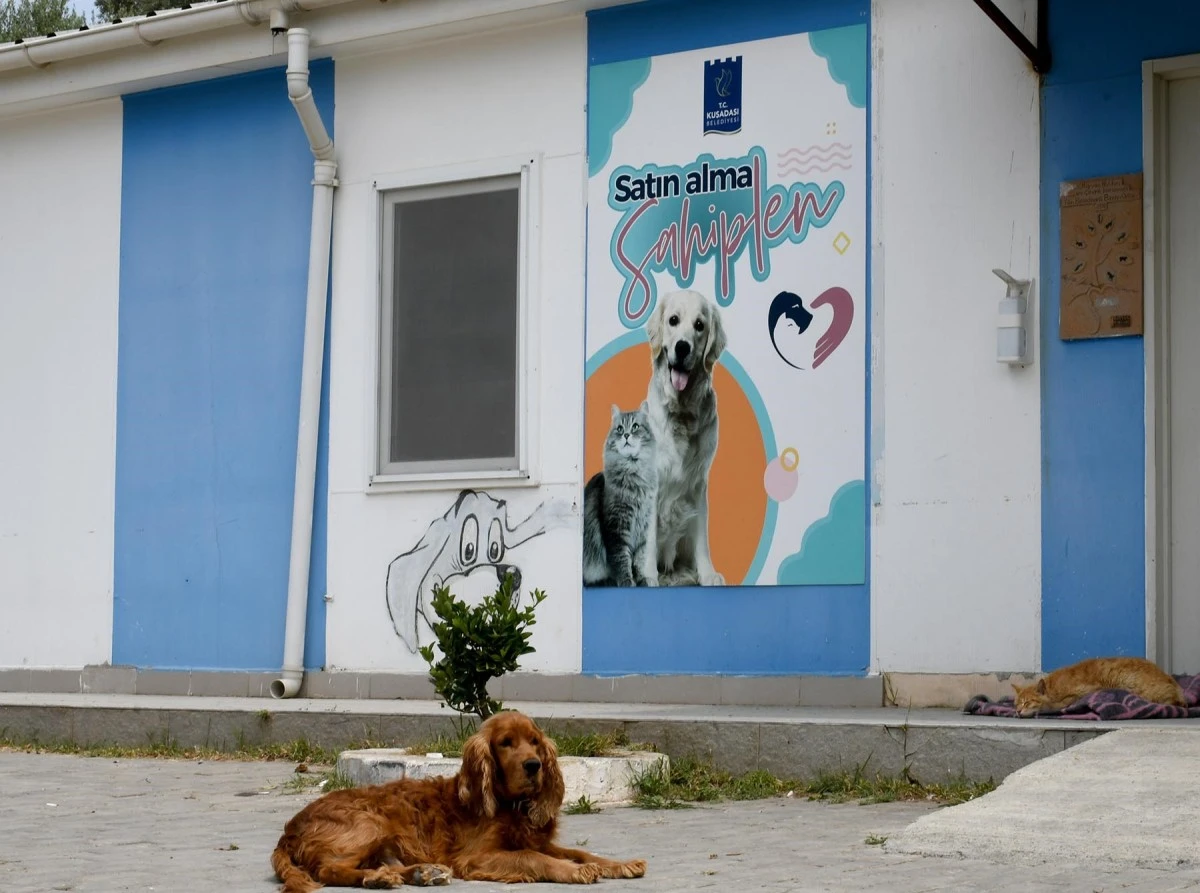 Kuşadası&rsquo;nda sahipsiz can dostların ihtiya&ccedil;ları &uuml;cretsiz karşılanıyor