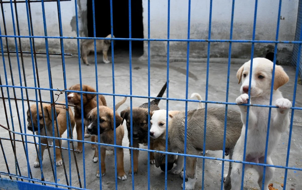 Kuşadası’nda sahipsiz can dostların ihtiyaçları ücretsiz karşılanıyor