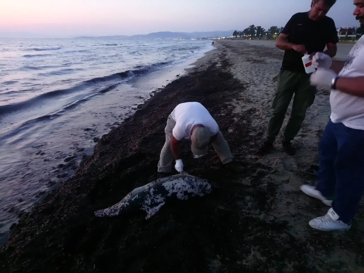 Kuşadası’nda son 1 haftada 6 yunus öldü