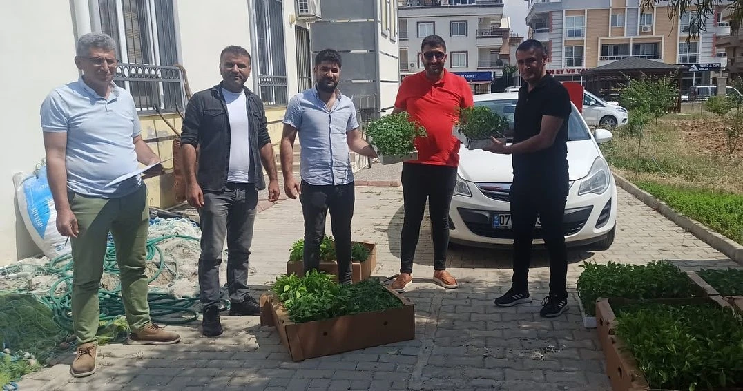 Üreticilere dağıtılan sebze fideleri toprakla buluştu