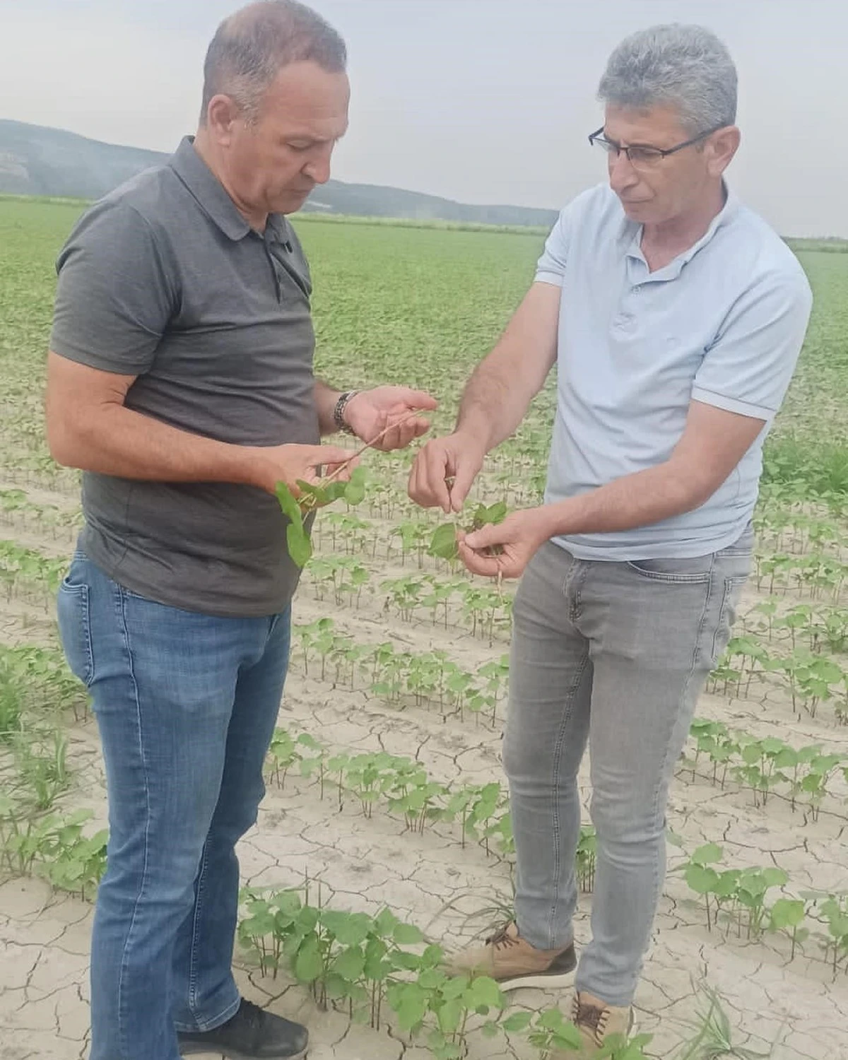Didim’in pamuğu temiz çıktı