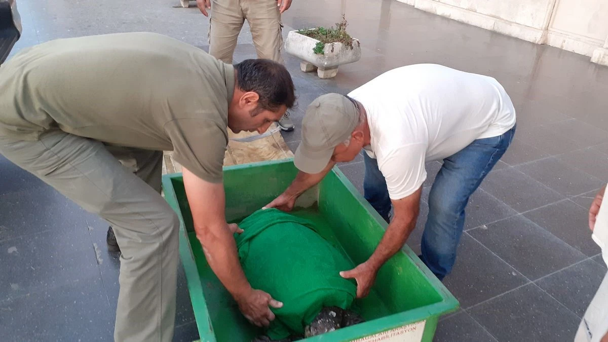 Olta iğnesi yutan deniz kaplumbağasını vatandaşların dikkati kurtardı