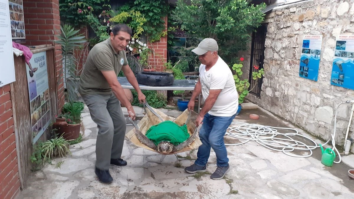 Olta iğnesi yutan deniz kaplumbağasını vatandaşların dikkati kurtardı