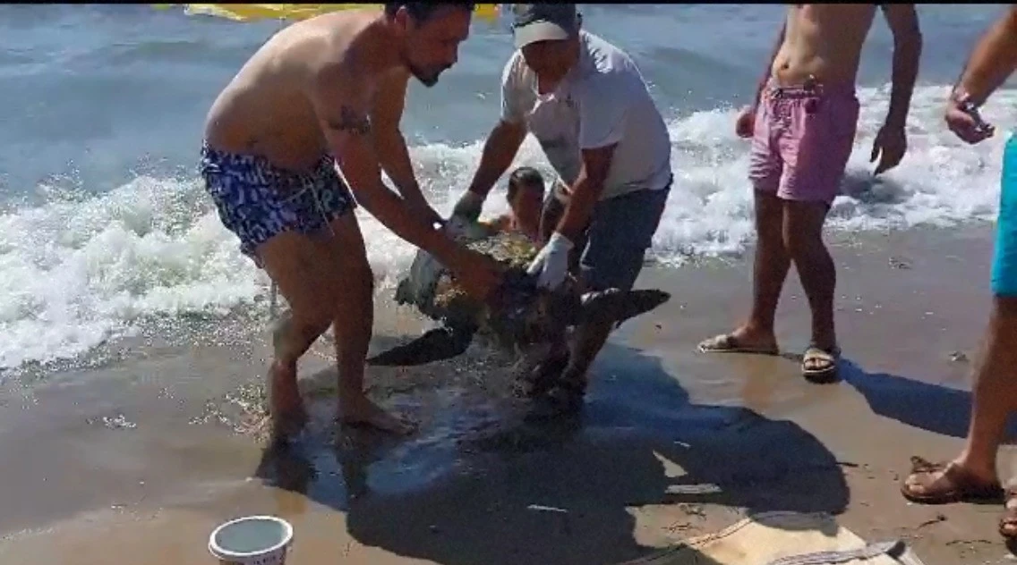 Olta iğnesi yutan deniz kaplumbağasını vatandaşların dikkati kurtardı