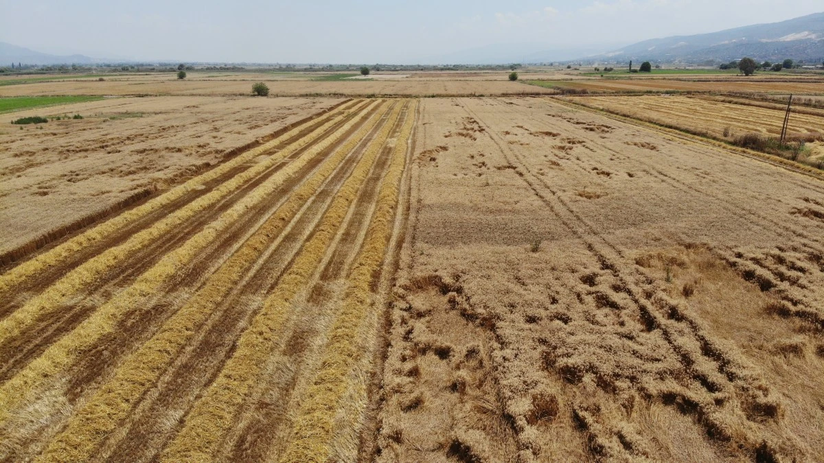 Buğday üreticileri hasat için zamanla yarışıyor