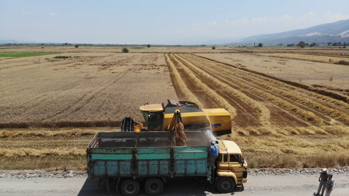 Buğday üreticileri hasat için zamanla yarışıyor