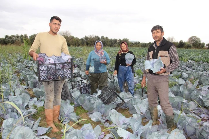 Aydın'da kara lahana hasadı başladı