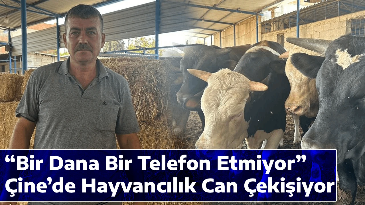 &ldquo;Bir Dana Bir Telefon Etmiyor&rdquo;: &Ccedil;ine&rsquo;de Hayvancılık Can &Ccedil;ekişiyor
