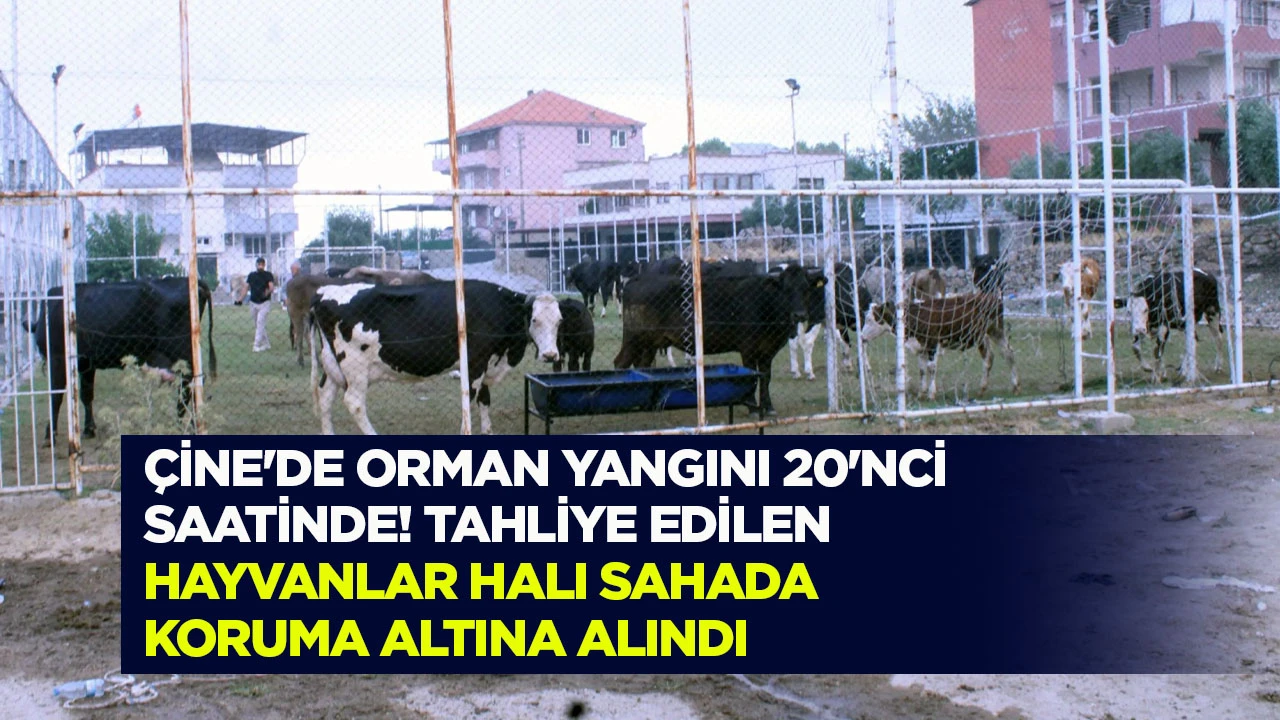&Ccedil;ine&rsquo;de orman yangını 20&rsquo;nci saatinde! Tahliye edilen hayvanlar halı sahada koruma altına alındı