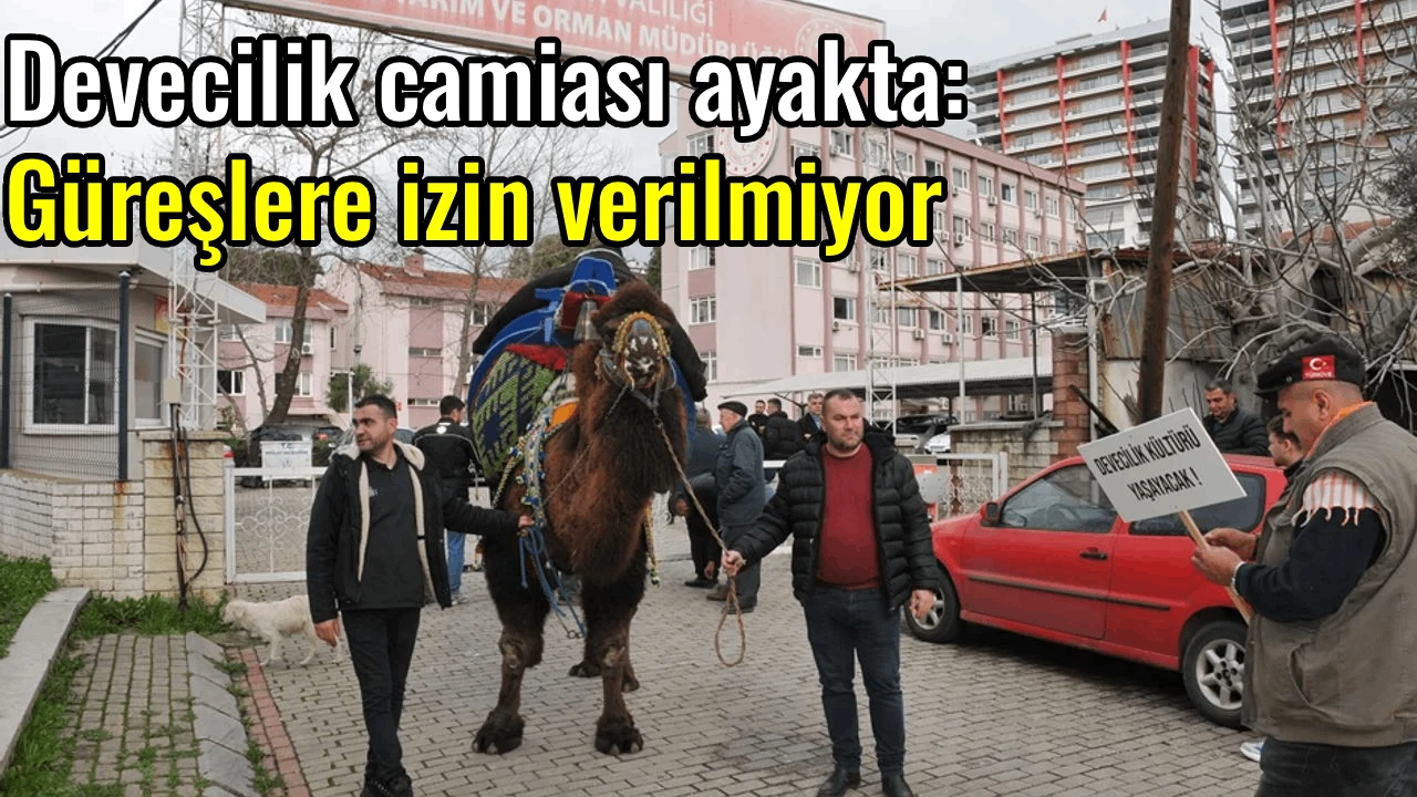Devecilik camiası ayakta: G&uuml;reşlere izin verilmiyor