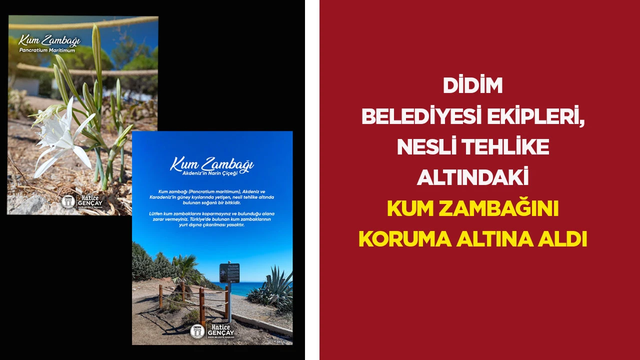 Didim 3. Koy&rsquo;da doğanın narin g&uuml;zelliği: Kum zambağı