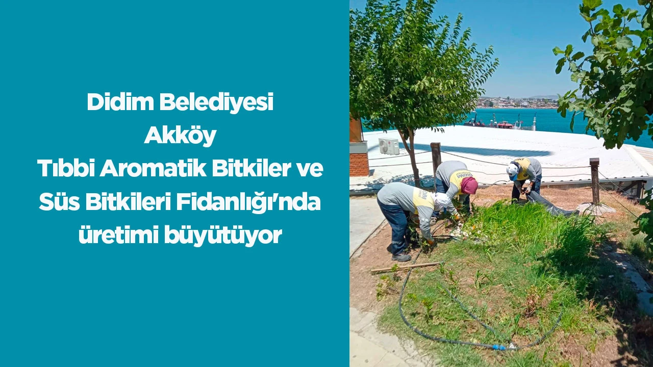 Didim Belediyesi Akk&ouml;y Tıbbi Aromatik Bitkiler ve S&uuml;s Bitkileri Fidanlığı'nda &uuml;retimi b&uuml;y&uuml;t&uuml;yor