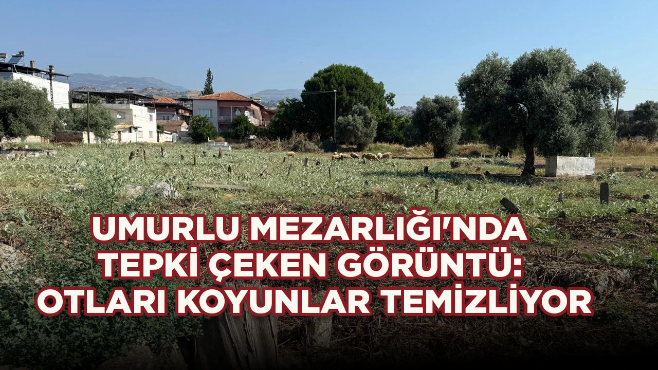UMURLU MEZARLIĞI'NDA TEPKİ &Ccedil;EKEN G&Ouml;R&Uuml;NT&Uuml;: OTLARI KOYUNLAR TEMİZLİYOR