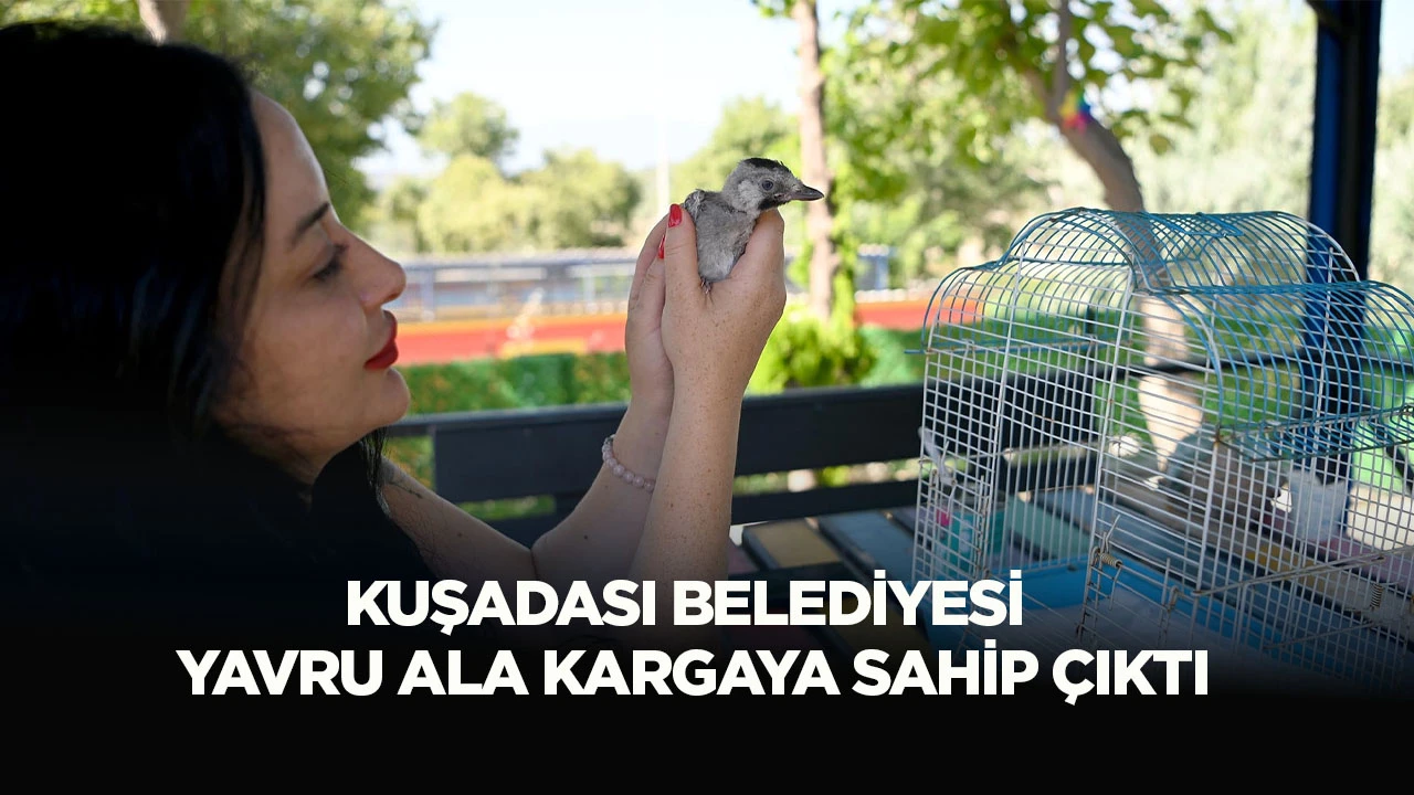KUŞADASI BELEDİYESİ YAVRU ALA KARGAYA SAHİP &Ccedil;IKTI