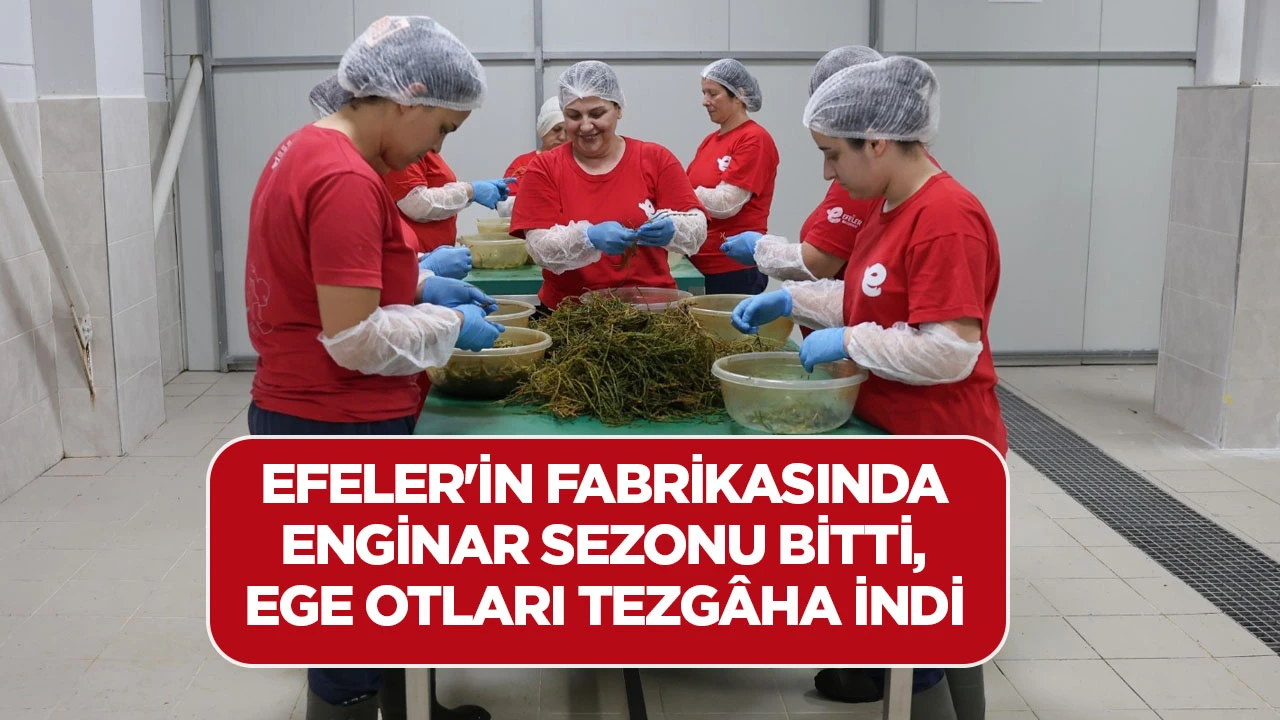 EFELER'İN FABRİKASINDA ENGİNAR SEZONU BİTTİ, EGE OTLARI TEZG&Acirc;HA İNDİ