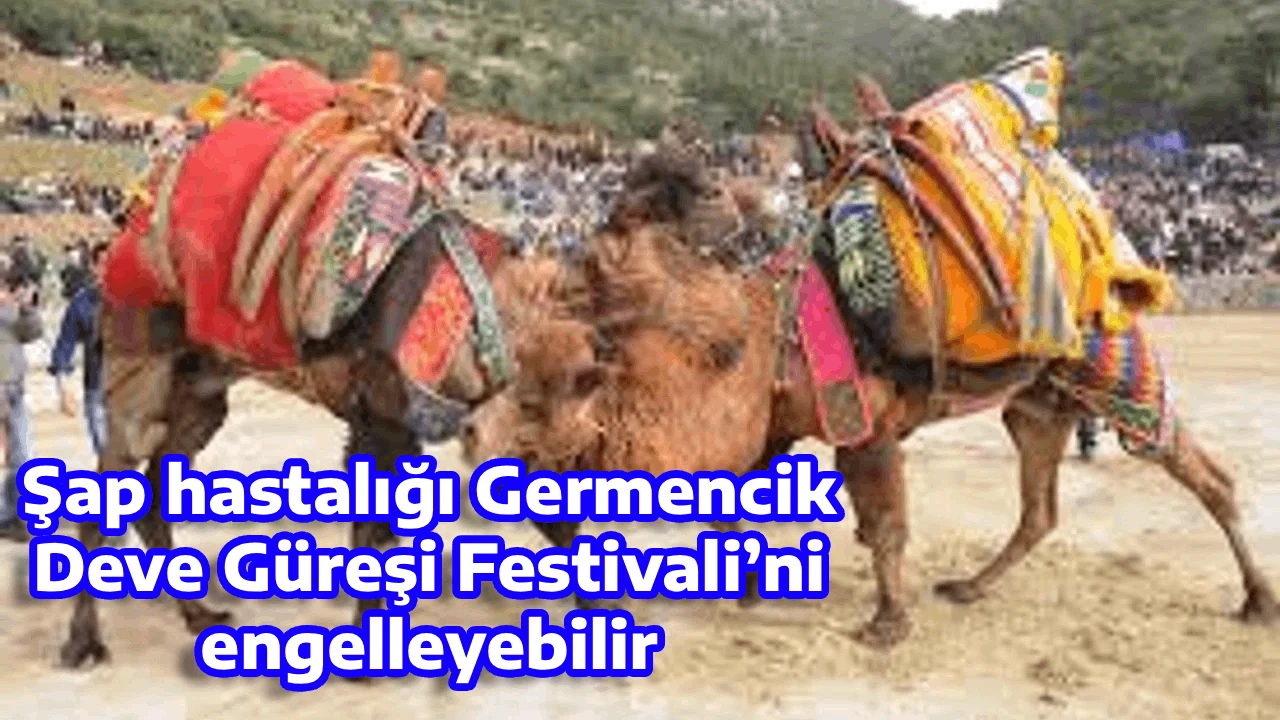 Şap hastalığı Germencik Deve G&uuml;reşi Festivali&rsquo;ni engelleyebilir