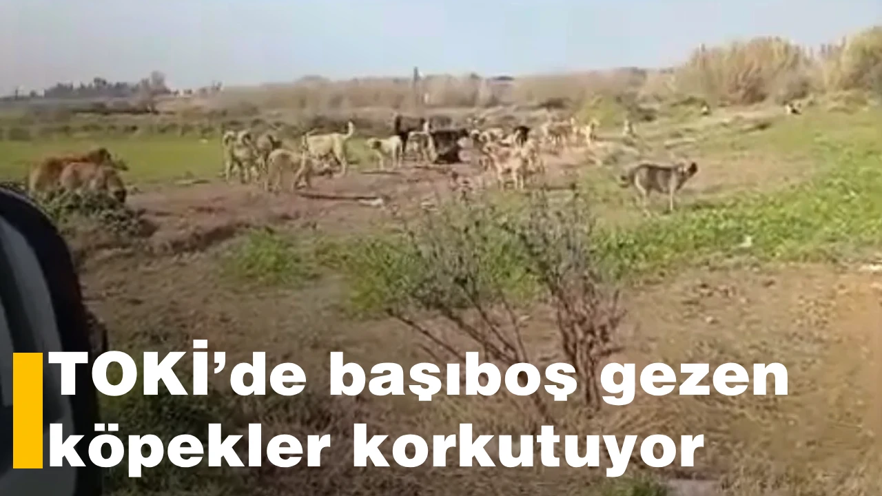 TOKİ&rsquo;de başıboş gezen k&ouml;pekler korkutuyor