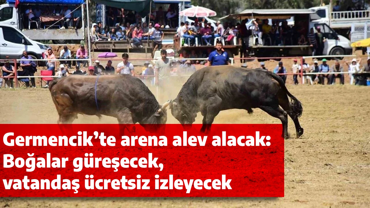 Germencik’te arena alev alacak: Boğalar güreşecek, vatandaş ücretsiz izleyecek