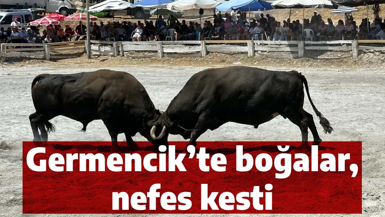 Germencik’te boğalar, nefes kesti