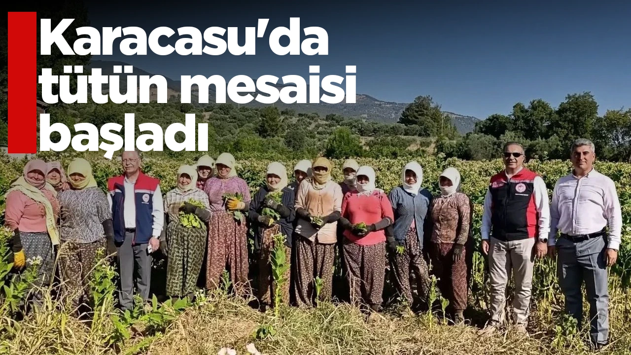 Karacasu'da tütün mesaisi başladı