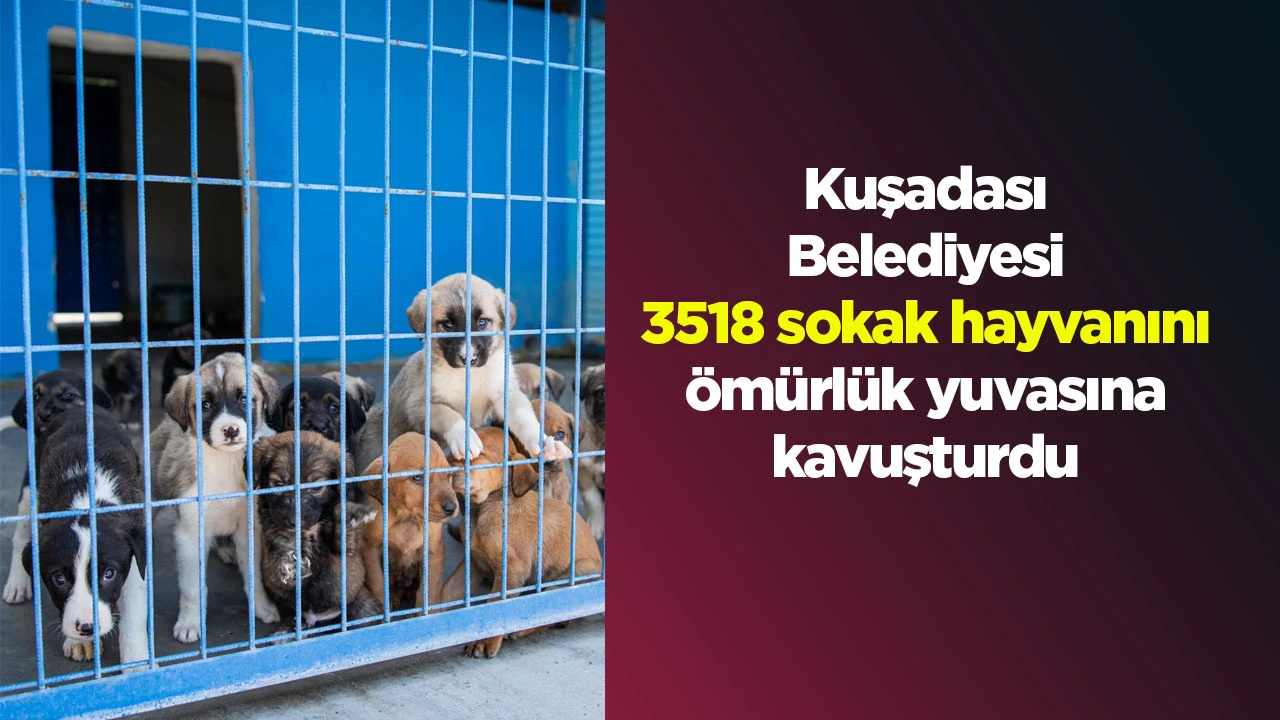 Kuşadası Belediyesi 3518 sokak hayvanını &ouml;m&uuml;rl&uuml;k yuvasına kavuşturdu