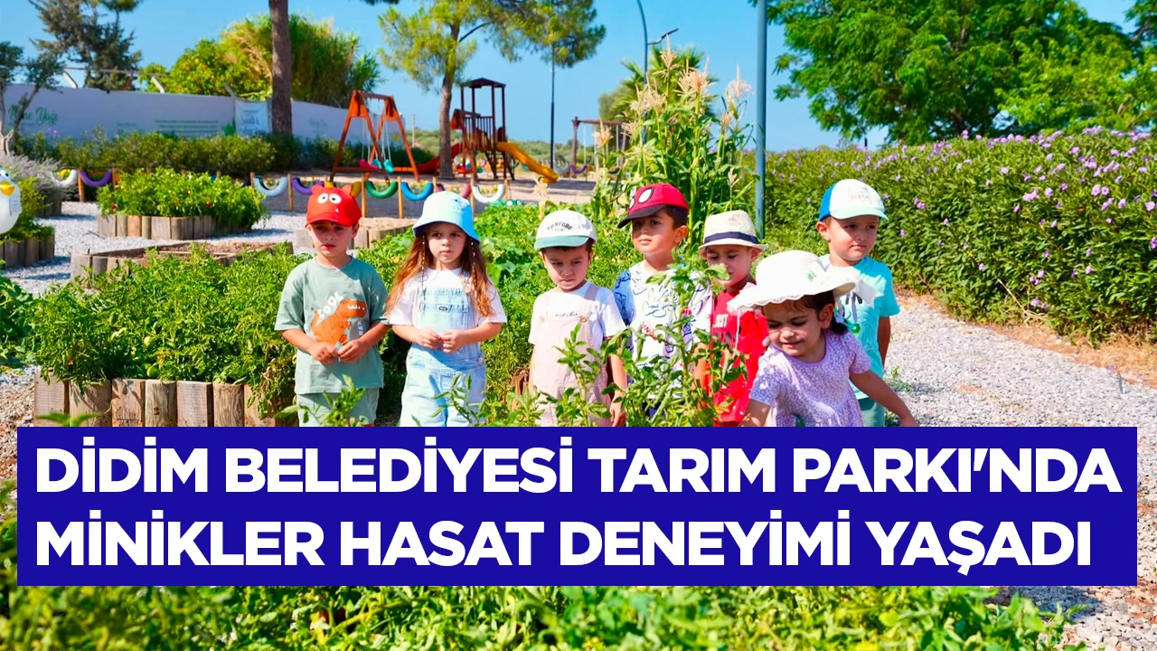 DİDİM BELEDİYESİ TARIM PARKI'NDA MİNİKLER HASAT DENEYİMİ YAŞADI