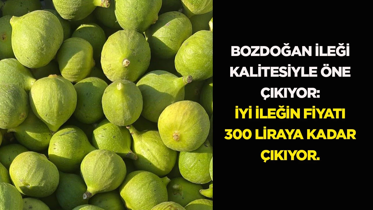 BOZDOĞAN İLEĞİ KALİTESİYLE ÖNE ÇIKIYOR: İYİ İLEĞİN FİYATI 300 LİRAYA KADAR ÇIKIYOR.