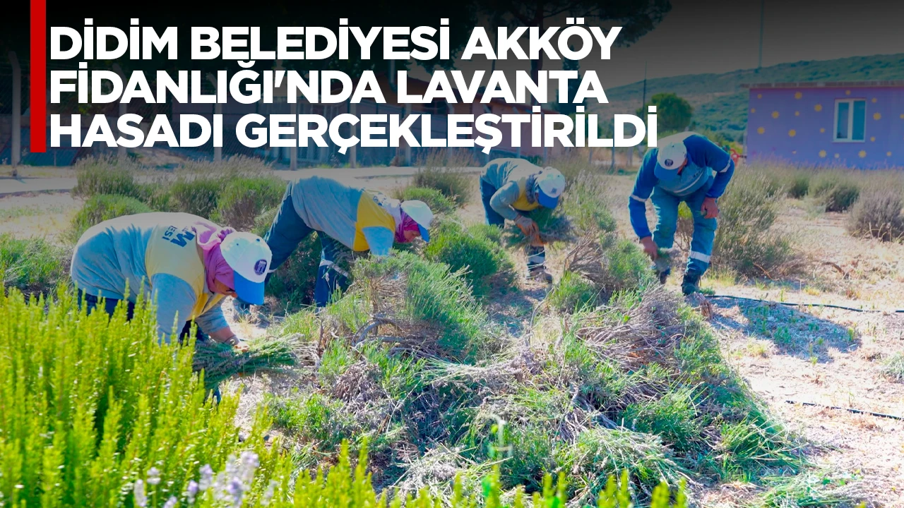 DİDİM BELEDİYESİ AKK&Ouml;Y FİDANLIĞI'NDA LAVANTA HASADI GER&Ccedil;EKLEŞTİRİLDİ