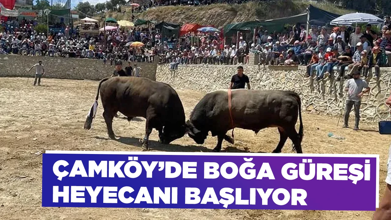 ÇAMKÖY’DE BOĞA GÜREŞİ HEYECANI BAŞLIYOR