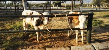 2 tane danayı pazarda unutup gitti