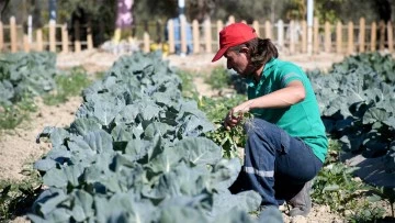 Adabah&ccedil;e&rsquo;de kış hasadı devam ediyor