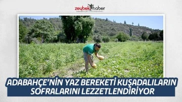 ADABAH&Ccedil;E&rsquo;NİN YAZ BEREKETİ KUŞADALILARIN SOFRALARINI LEZZETLENDİRİYOR