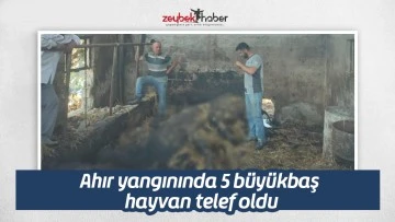Ahır yangınında 5 b&uuml;y&uuml;kbaş hayvan telef oldu