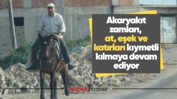 Akaryakıt zamları, at, eşek ve katırları kıymetli kılmaya devam ediyor
