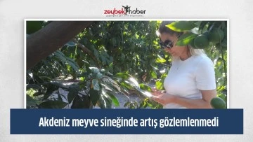 Akdeniz meyve sineğinde artış g&ouml;zlemlenmedi