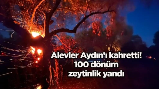 Alevler Aydın&rsquo;ı kahretti! 100 d&ouml;n&uuml;m zeytinlik yandı