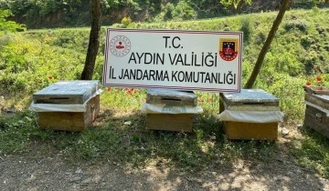 Arı kovanı hırsızları yakalandı