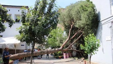 Asırlık ağa&ccedil; polis karakolunun &uuml;zerine devrildi